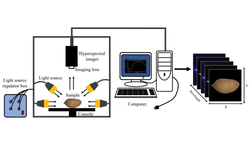 紅薯瑕疵無處遁形！高光譜成像技術(shù)：品質(zhì)檢測(cè)的“超級(jí)顯微鏡”