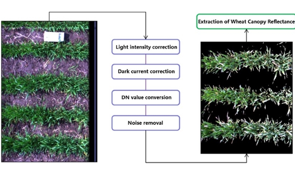 高光譜揭秘葉片生物量監(jiān)測(cè)新方法-基于最佳光譜特征提取