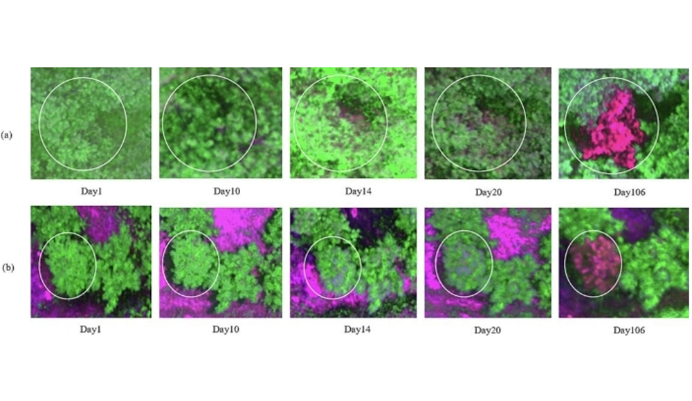 松樹種類、侵染響應(yīng)和數(shù)據(jù)類型對(duì)近距離高光譜遙感檢測(cè)松材線蟲病的影響