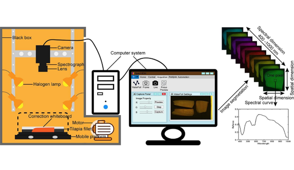 高光譜成像技術(shù)在魚(yú)類(lèi)品質(zhì)檢測(cè)研究中的應(yīng)用進(jìn)展
