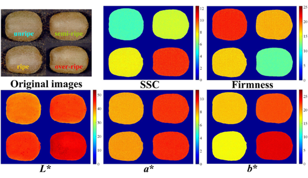 高光譜技術(shù)賦能獼猴桃品質(zhì)：從外到內(nèi)的系統(tǒng)檢測(cè)